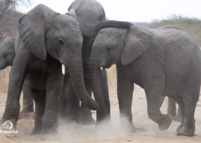Kapama elephant herd