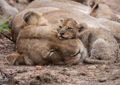 Kapama Lion cub