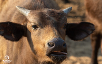 Cape buffalo