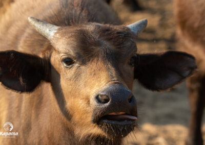 Kapama Cape buffalo