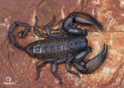 Hadogenes troglodytes (Giant rock scorpion)
