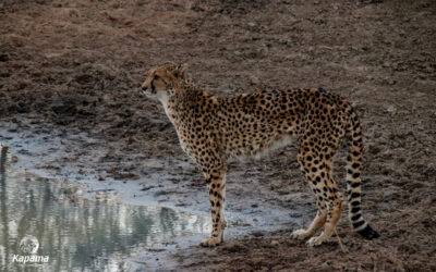 Spotted Cats of Kapama