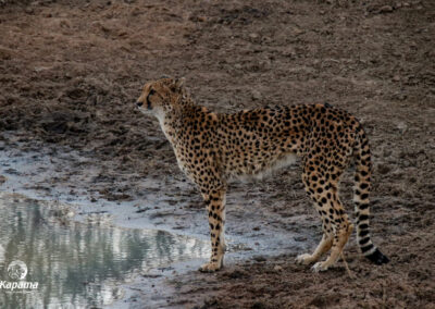 Kapama cheetah
