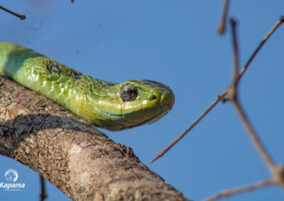 Kapama Boomslang snake