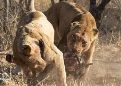 Kapama lioness
