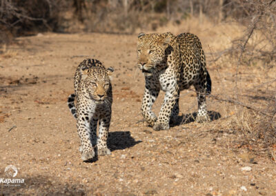 Kapama leopards mating