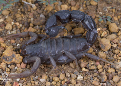 Kapama Transvaal thick tail scorpion