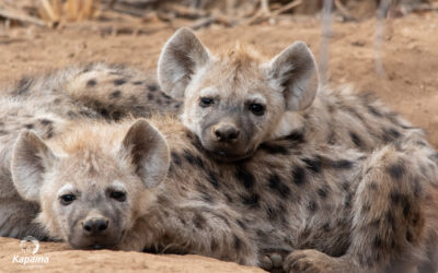 A Mothers Love