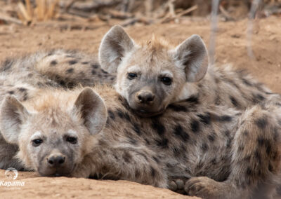 Kapama hyena cubs