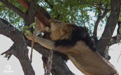 Tree Climbing Lion