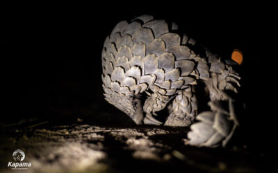 World Pangolin Day – 15th February