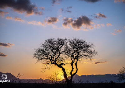Kapama trees