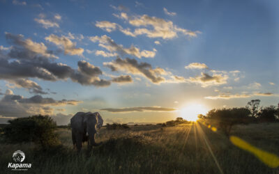 World Wildlife Day