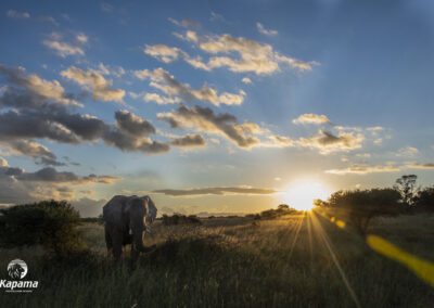 Kapama wildlife day 2020