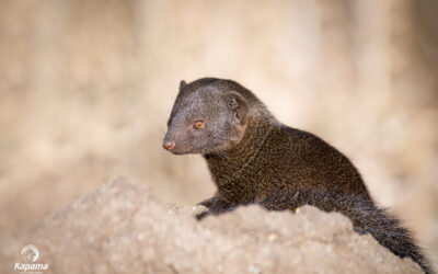 Dwarf Mongoose