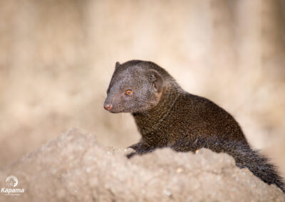 Kapama Game Reserve Dwarf mongoose
