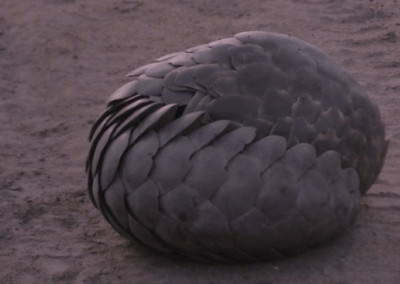 Kapama pangolin