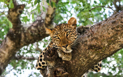 The Leopard