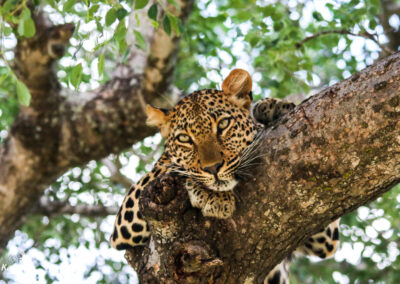 Kapama leopard