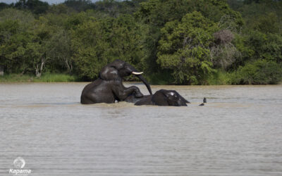 Elephant Swim