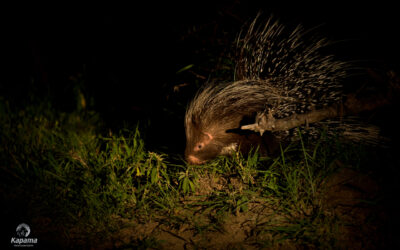 The Porcupine