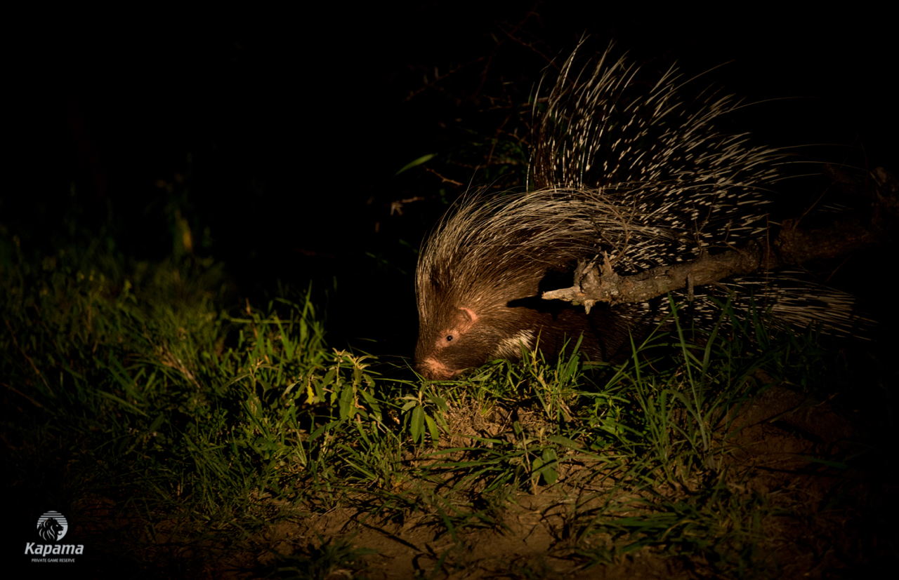 Kapama porcupine