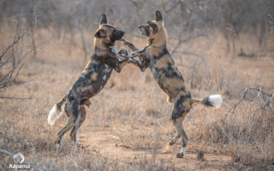 Wild Dog Rescue