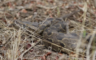 African Rock Python Facts