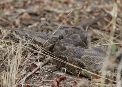 Kapama African rock python