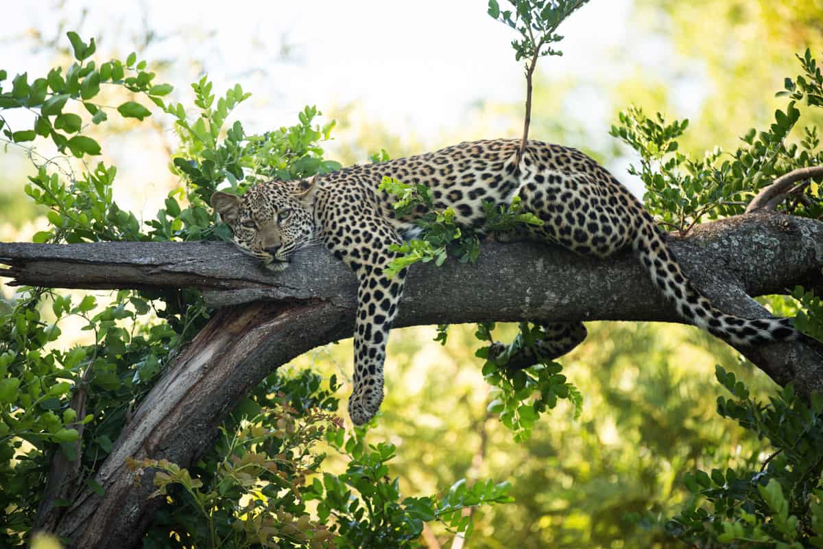 Kapama Game Reserve Wildlife Big Five Leopard 13