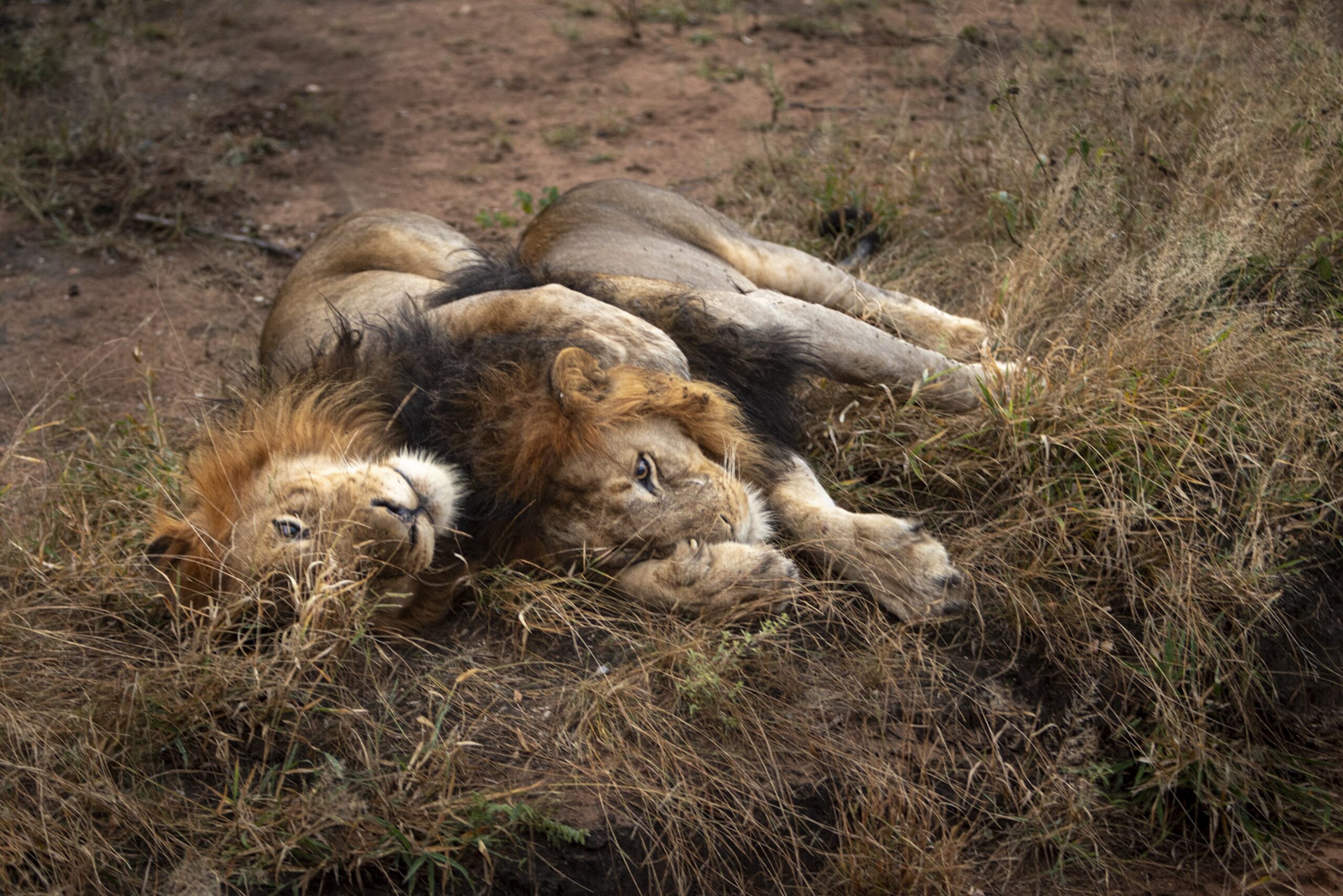 Kapama wildlife Lion duo