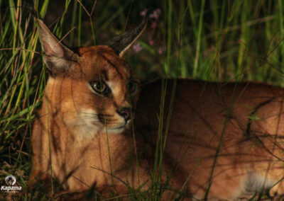Kapama Caracal