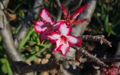 Desert Rose