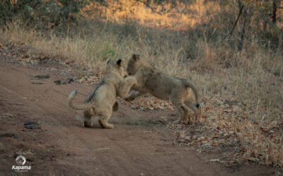 Cute and Curious behaviour of animals
