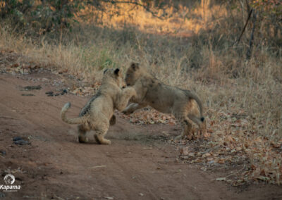 Kapama playful wildlife 1