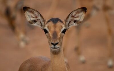 Impalas of Kapama