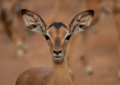 Kapama impala