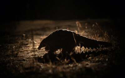 World Pangolin Day