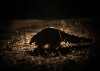 Kapama endangered pangolin