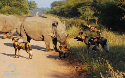 Endangered Species Day