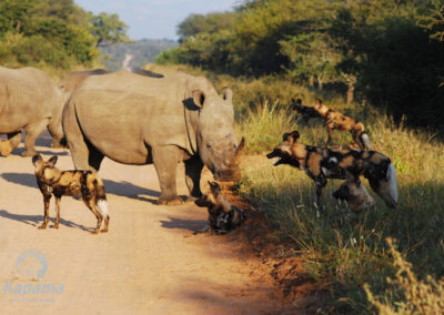 Kapama wild dogs rhino