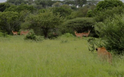 Lions on a Hunt
