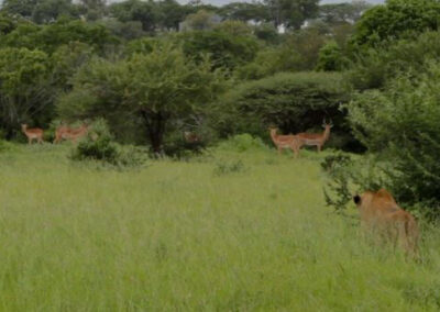 Kapama lions on a hunt