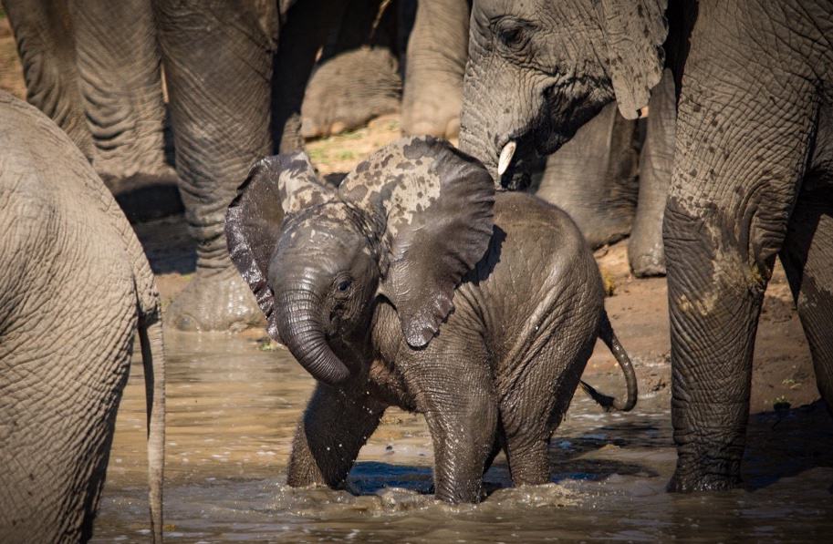 Kapama baby elephant in water