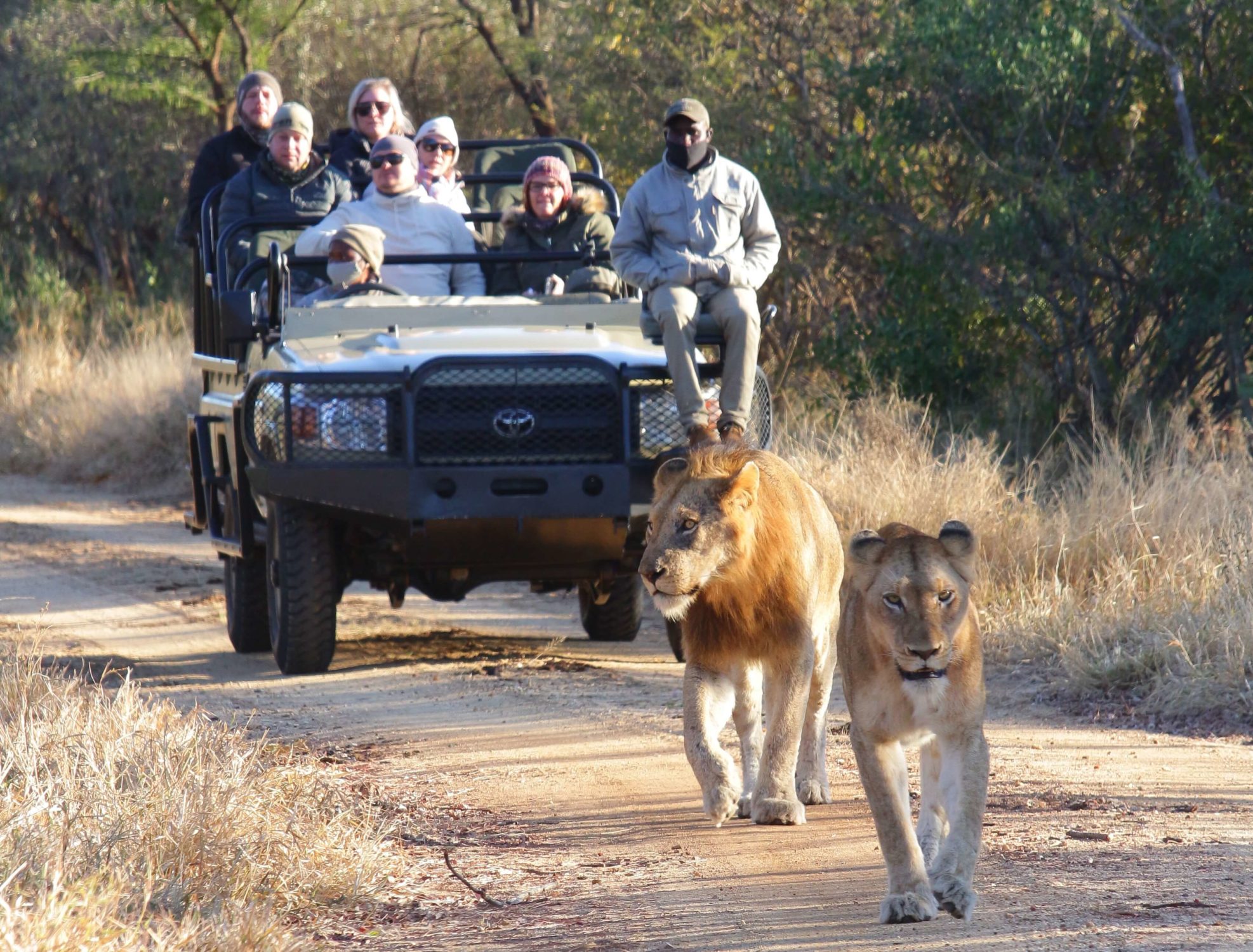 Kapama lion safari