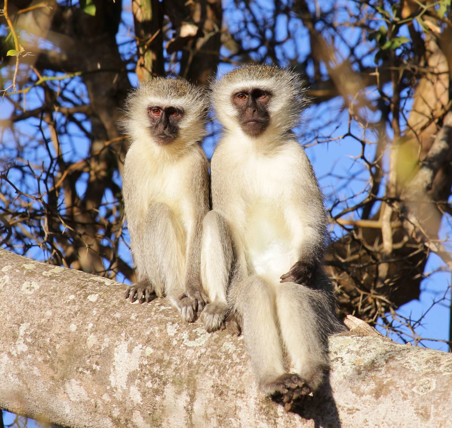 Kapama monkeys