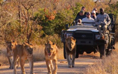 Winter morning safari