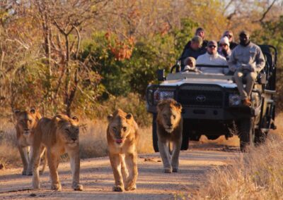 Kapama winter lion sighting