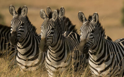 Sustainable Tourism Development in Africa