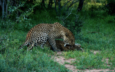 Interesting facts about Leopard’s mating